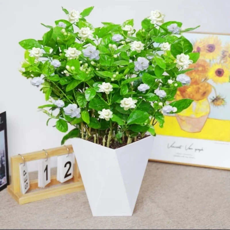 茉莉花盆栽重瓣浓香开花四季不断好养室内阳台花卉绿植驱防蚊
