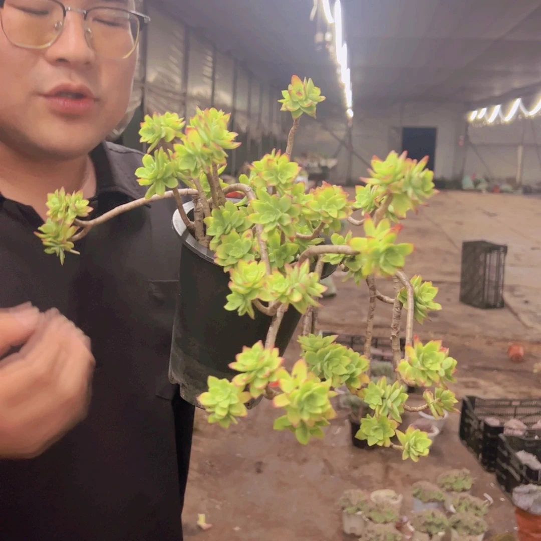 清扬薄化妆大盆，160杯