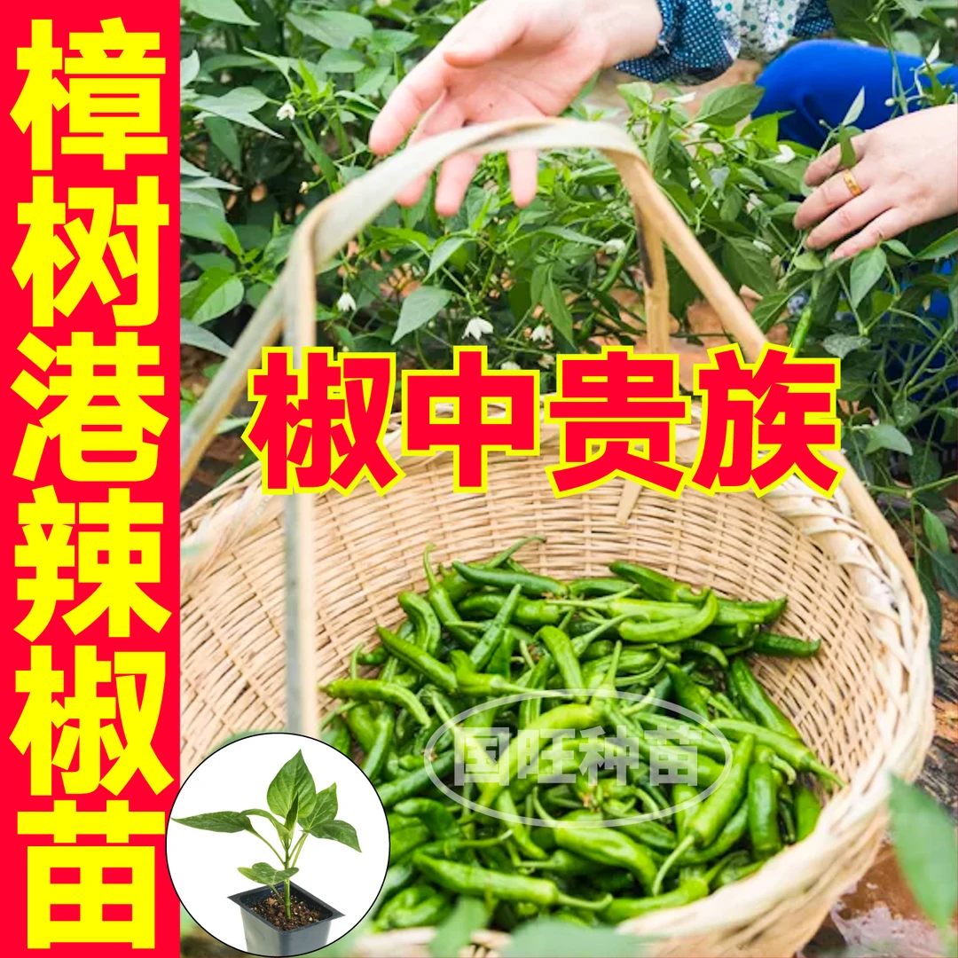 正宗高产湖南樟树港辣椒秧苗带土球四季阳台盆栽蔬菜香辣辣椒种苗