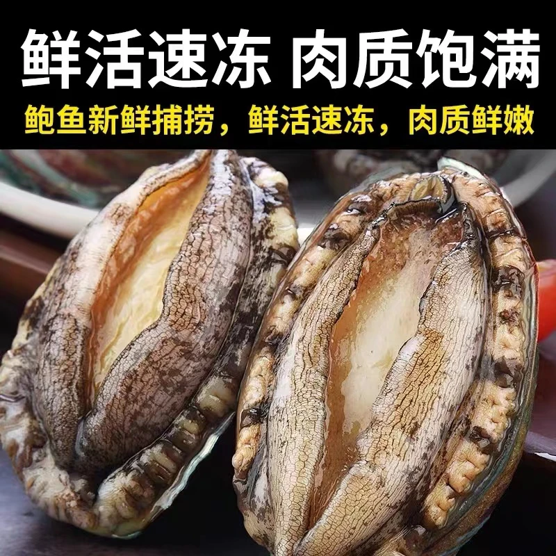 特大号鲍鱼鲜活冷冻鲍鱼6-7CM/只新鲜速冻东山岛海鲜特产鲍鱼