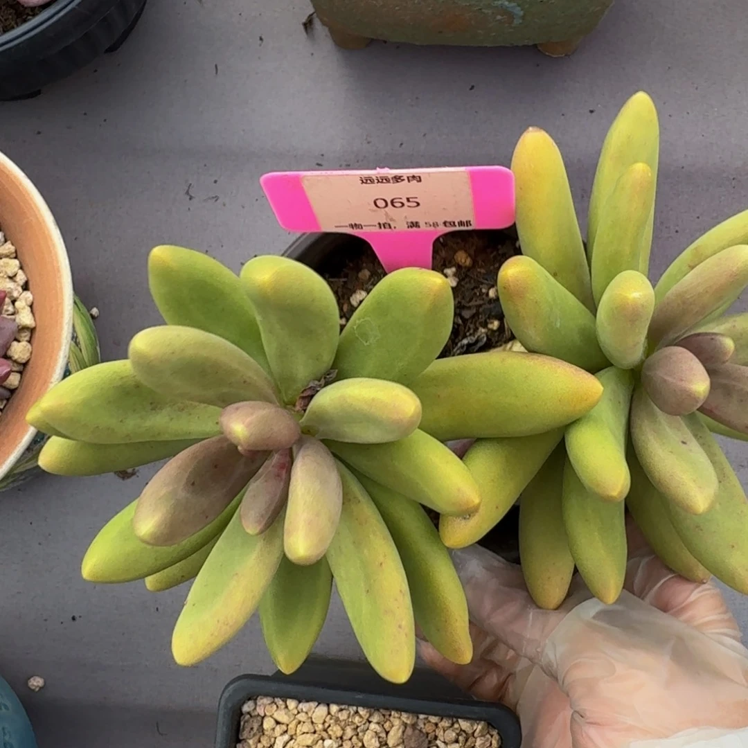 065糖果美人肉肉肉肉