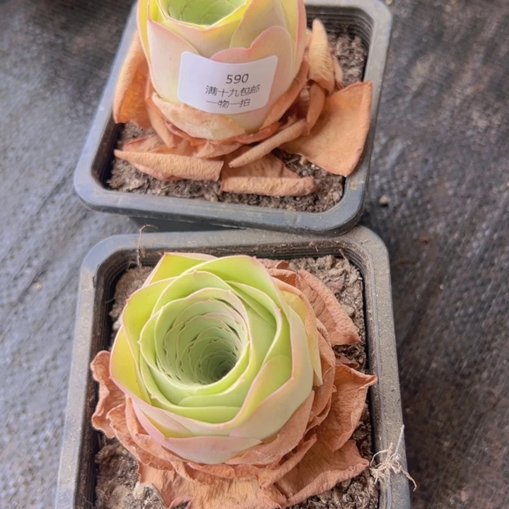 590 裸根不带土发货不包损