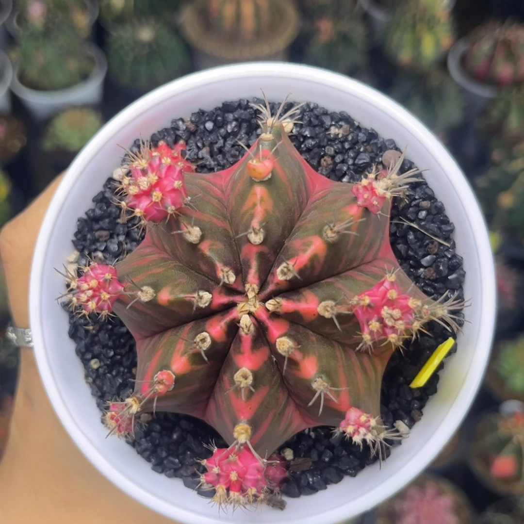 889 泰系米哈锦带盆土发货