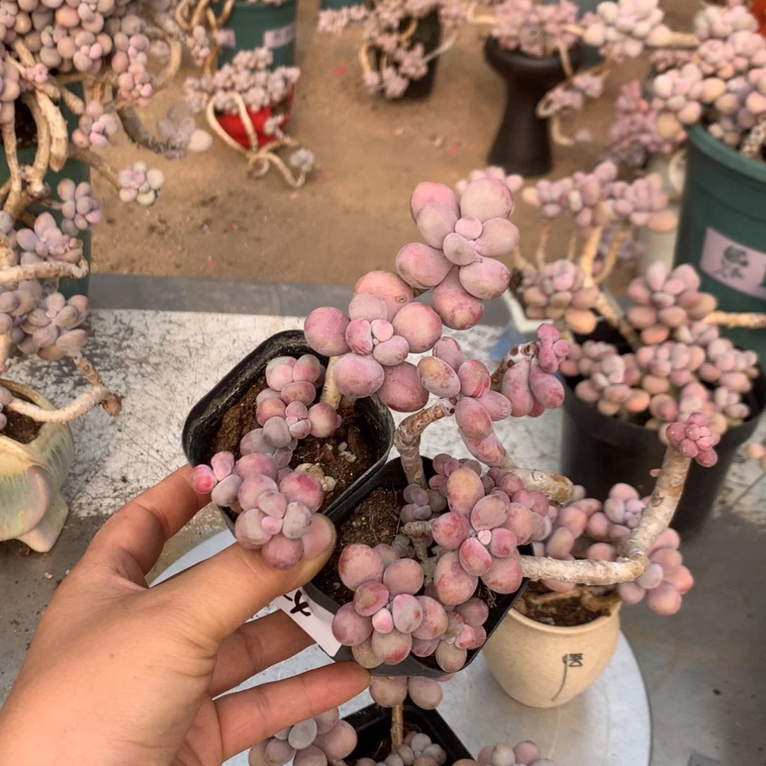 桃蛋老庄不带盆44号