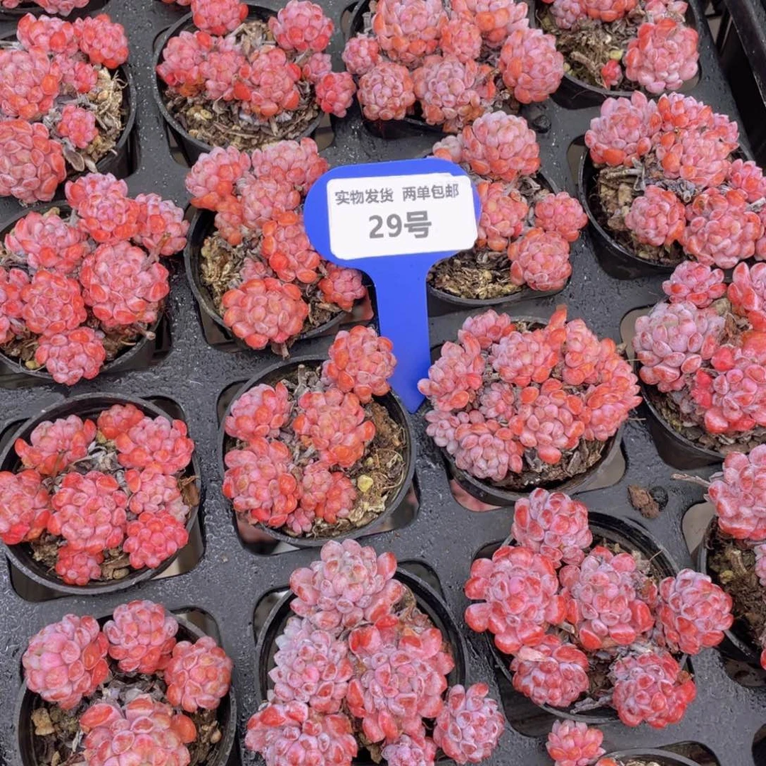 29号紫红娜雅小精灵群两个