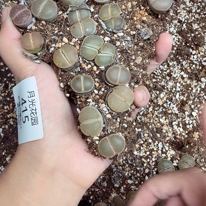 不过他不敢看她在415哈哈