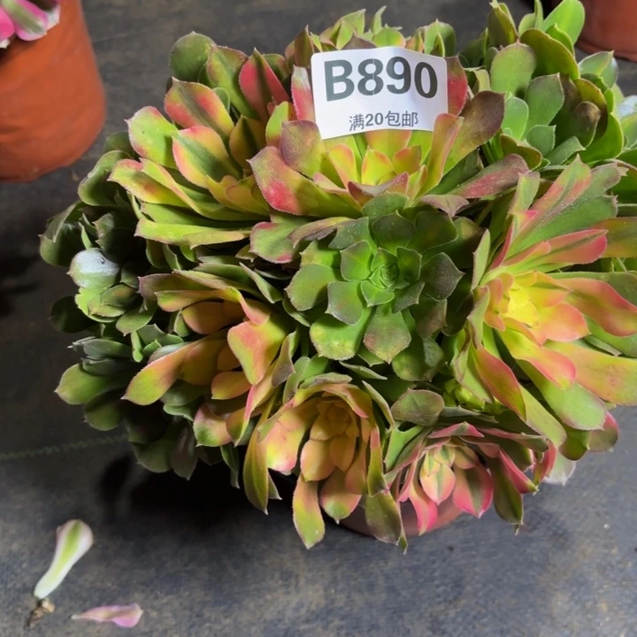 瑞妈多肉植物890.洛神