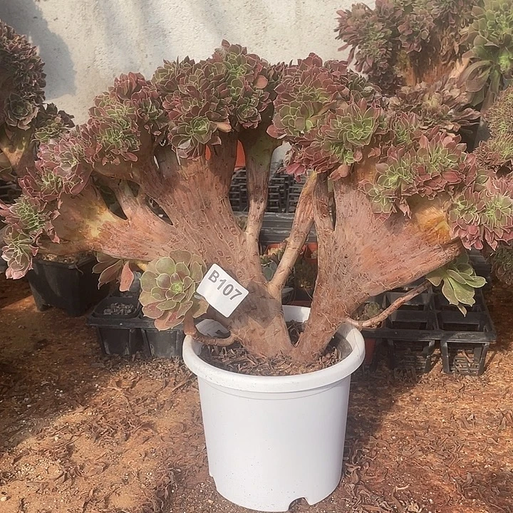 B107柠檬缀化29.8-1脱土包邮