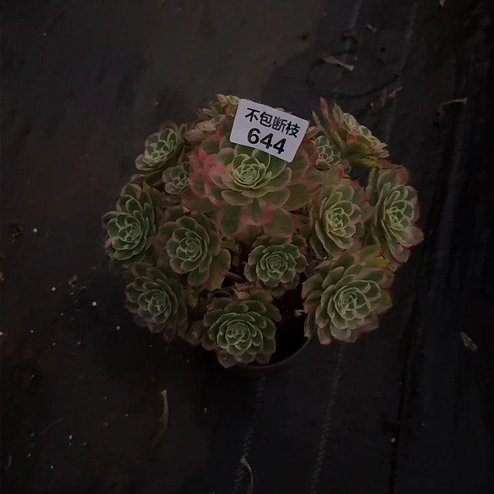 644多肉法师锦1111