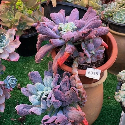 桃****）男曾發生6018