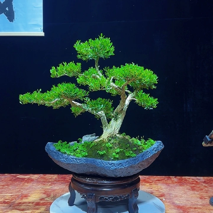 欲***达无花朵广东邹皮雀舌黄杨