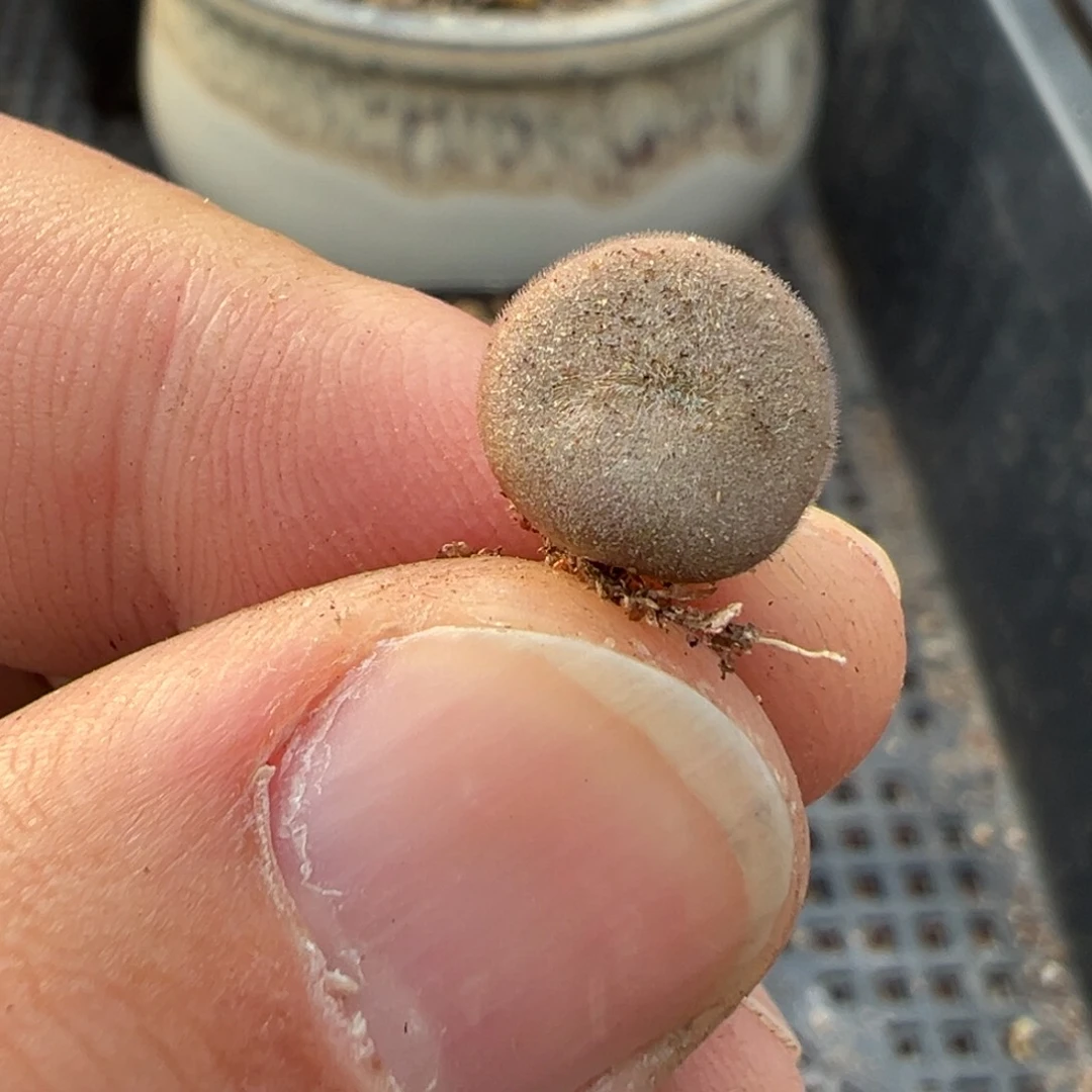 量拍大型d毛球一颗