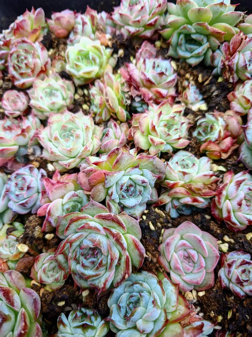 精品切糕随机一盒