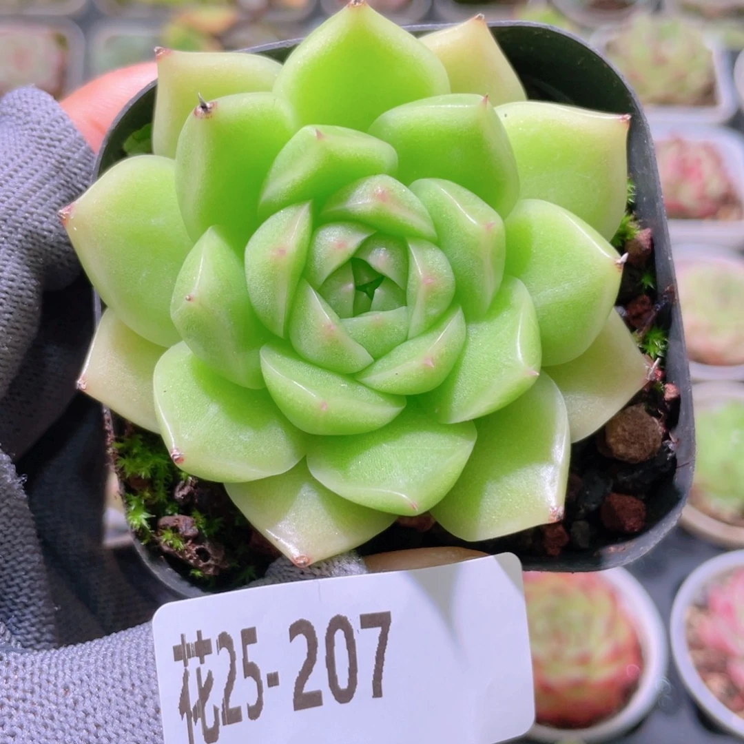 花利美25-207麦秆