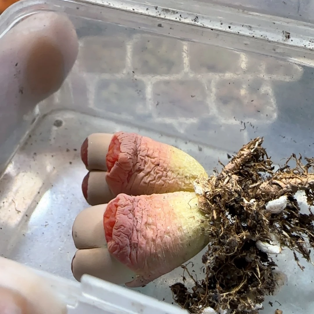 用****73.21。捡漏红窗菊。5083