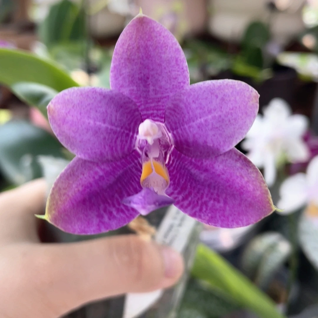 大部分开放少量花苞【WJ22309莎美娜交路帝曼尼交荧光交反射龙】