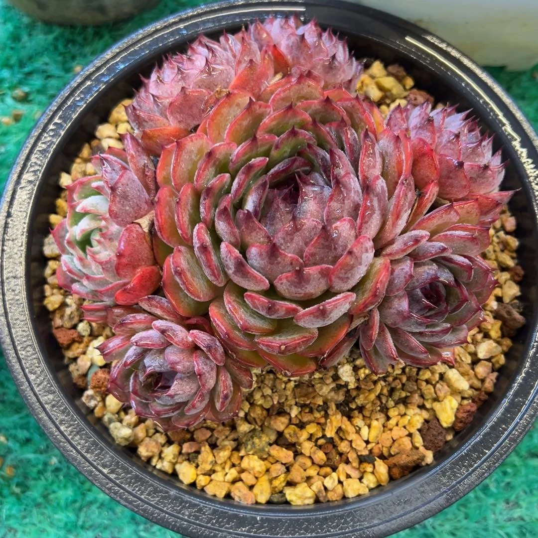 蓝色妖姬，，，，，，，，，，，，，，