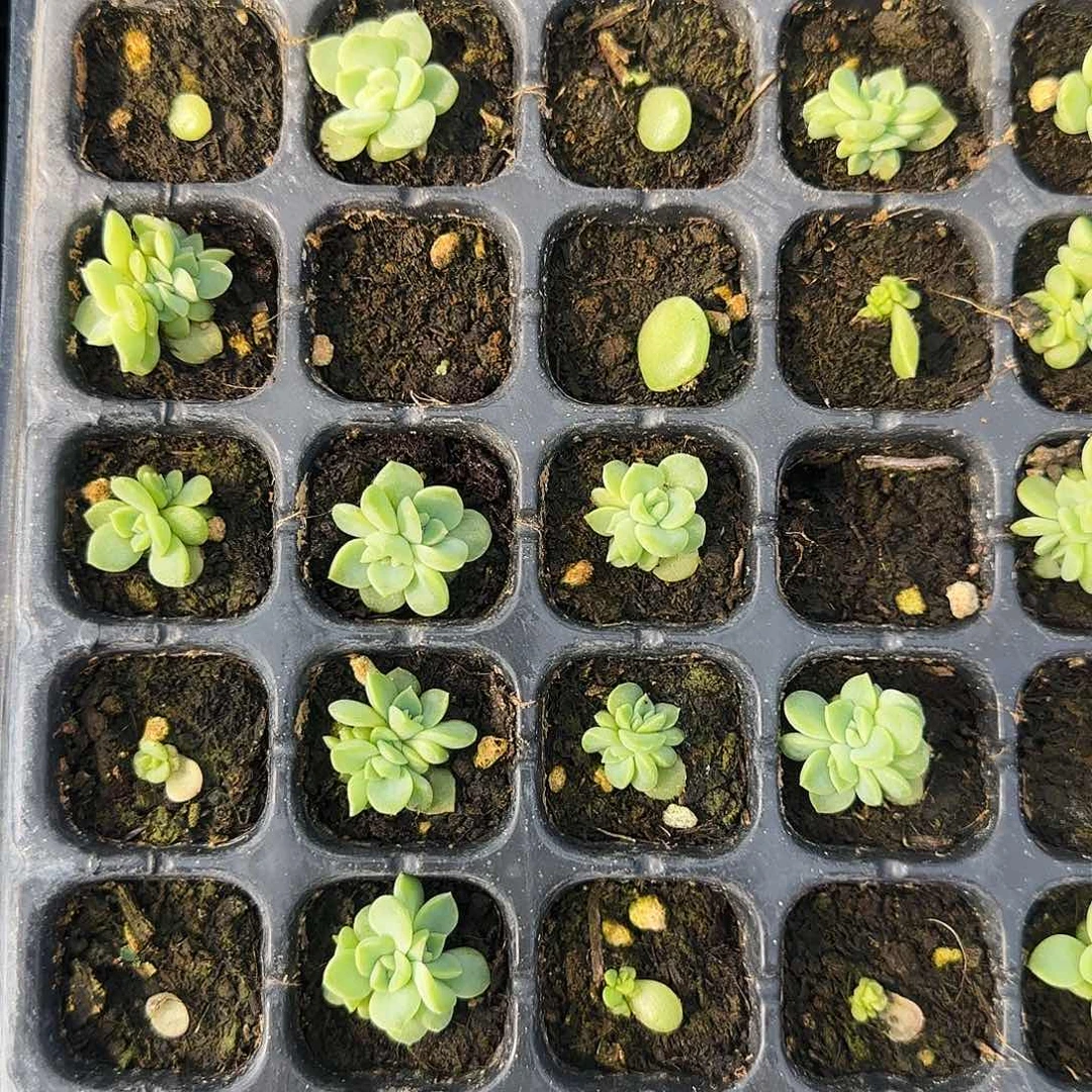 绿珍妮中苗一个满25包邮