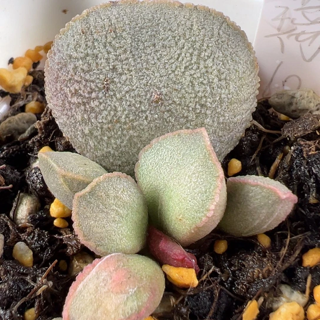 w琉璃磨砂蛋多肉植物