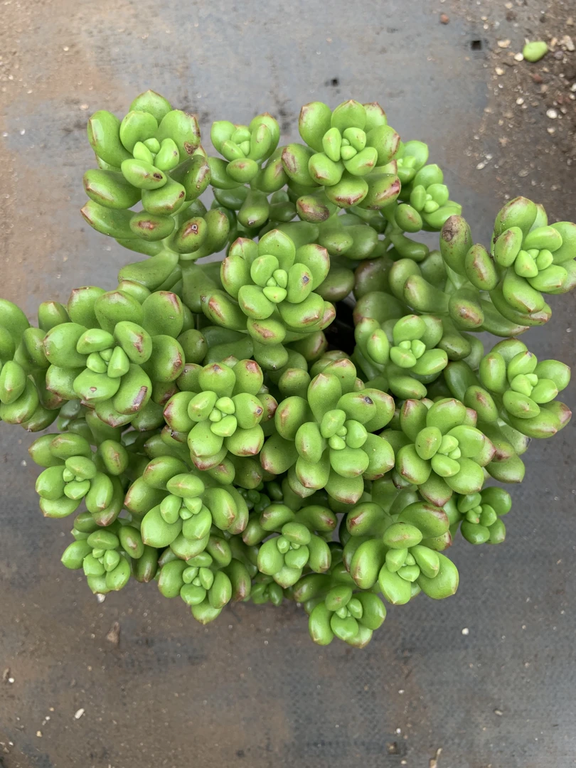 香豆子耐旱多肉植物新手好养带盆带土可放阳台