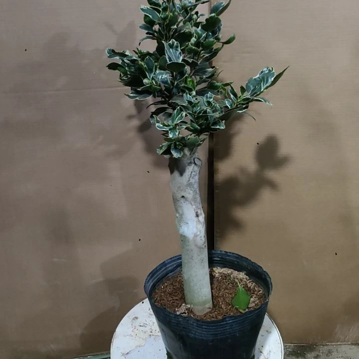 金边可娜原盆494原盆