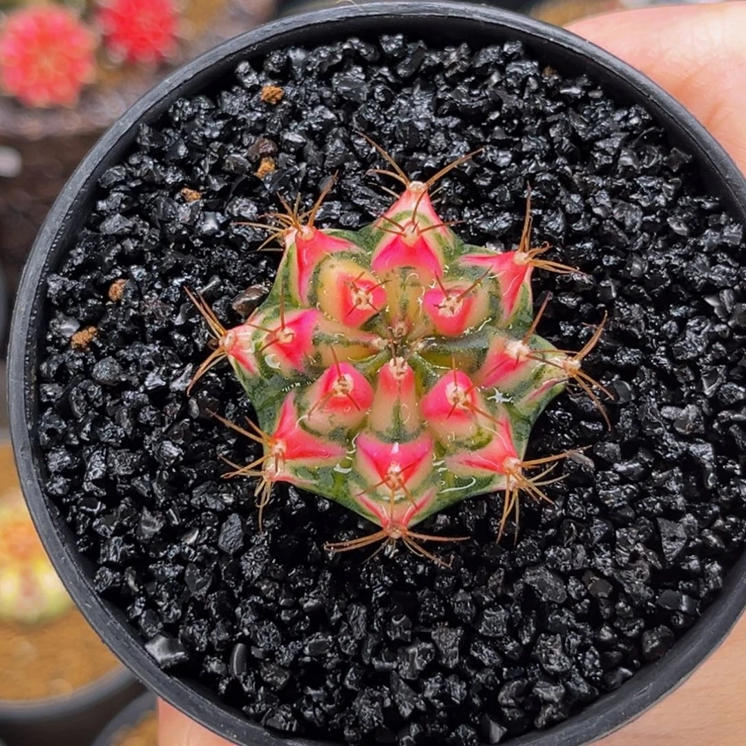 白花田 米哈仙人球