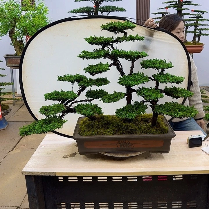 盆景直播间一物一拍