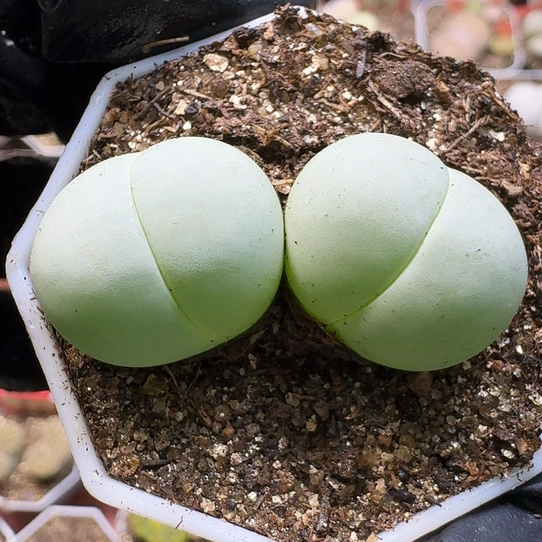 生石花111111。  271