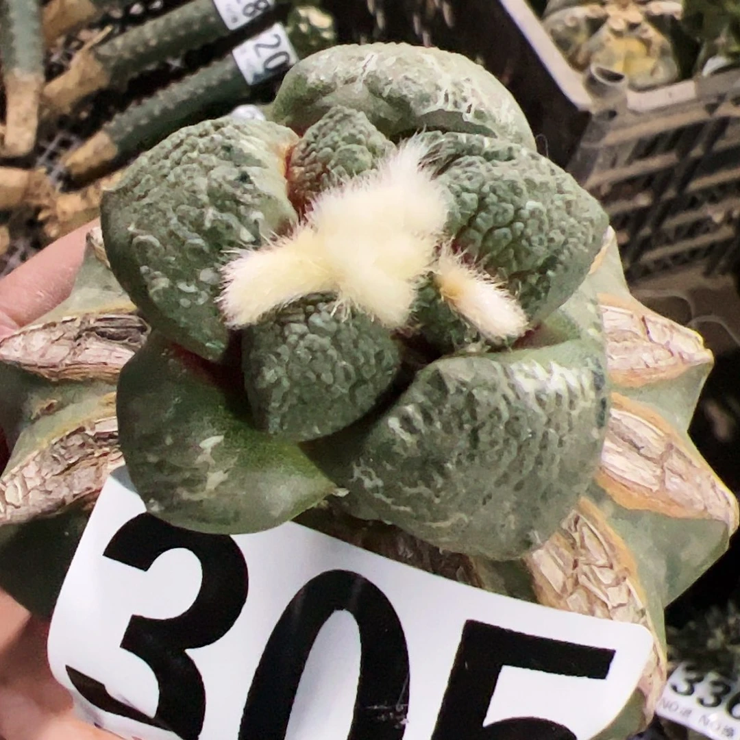 大尤连山牡丹305