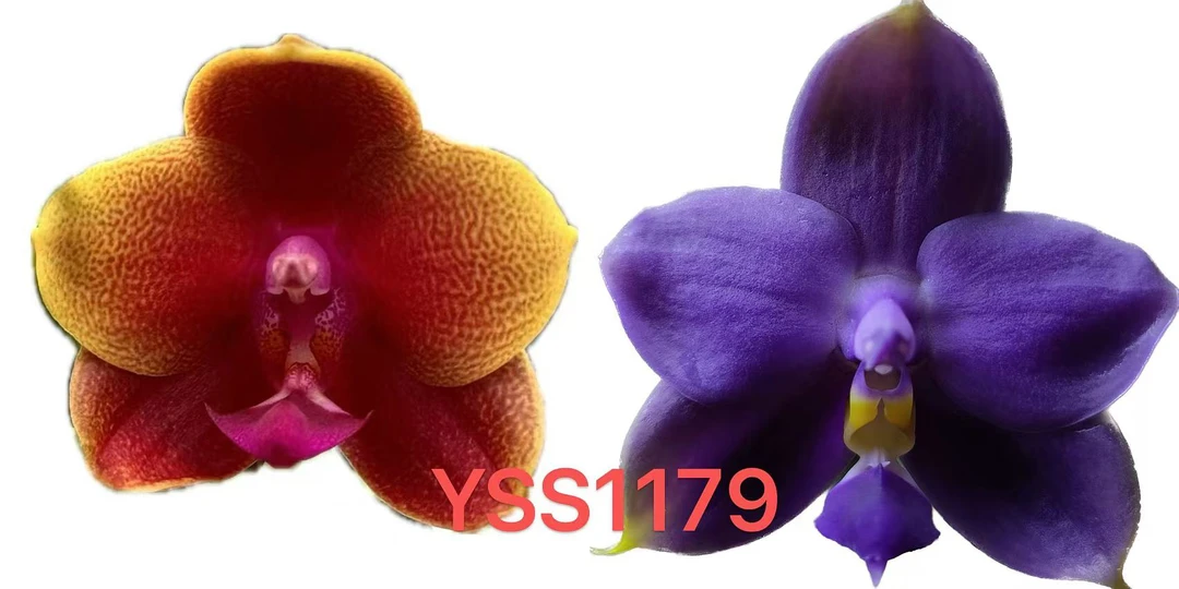 原生种蝴蝶兰YSS1179 1.7寸 苗株 少根 微瑕疵