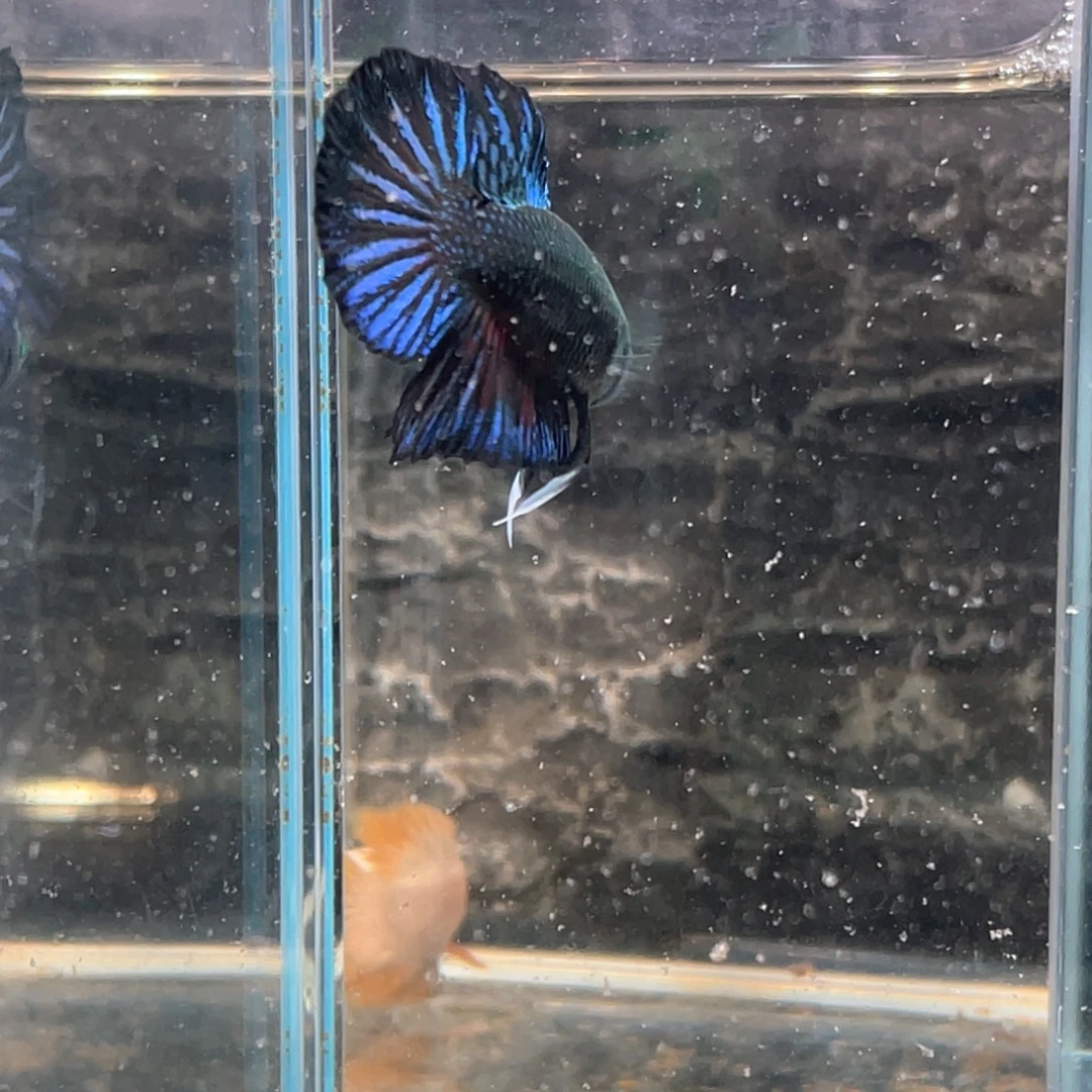 斗鱼改良中部绿魔将军公