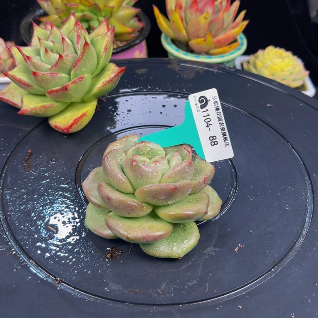 从前慢多肉编号1104-88