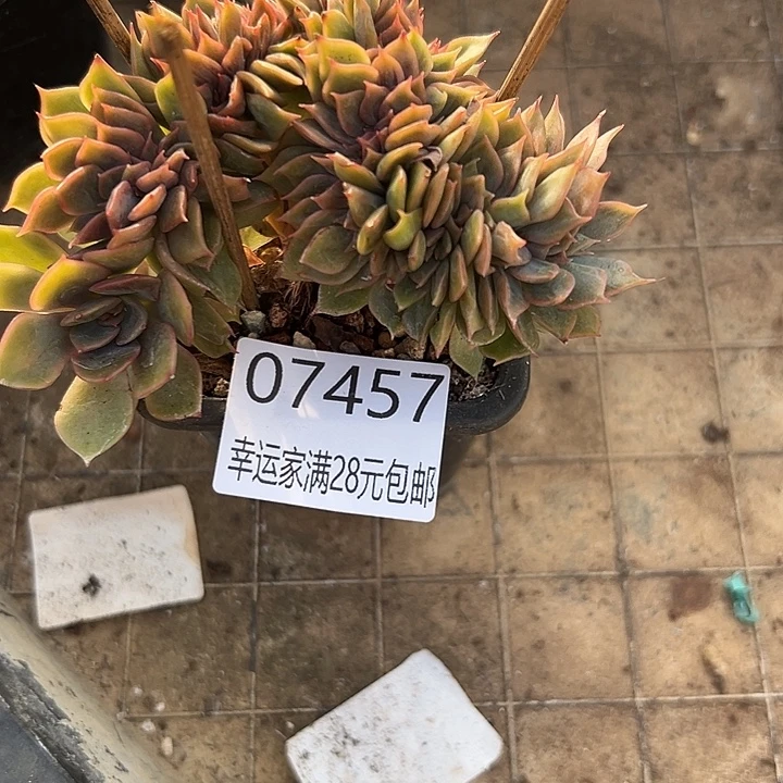 幸运的是你还在我