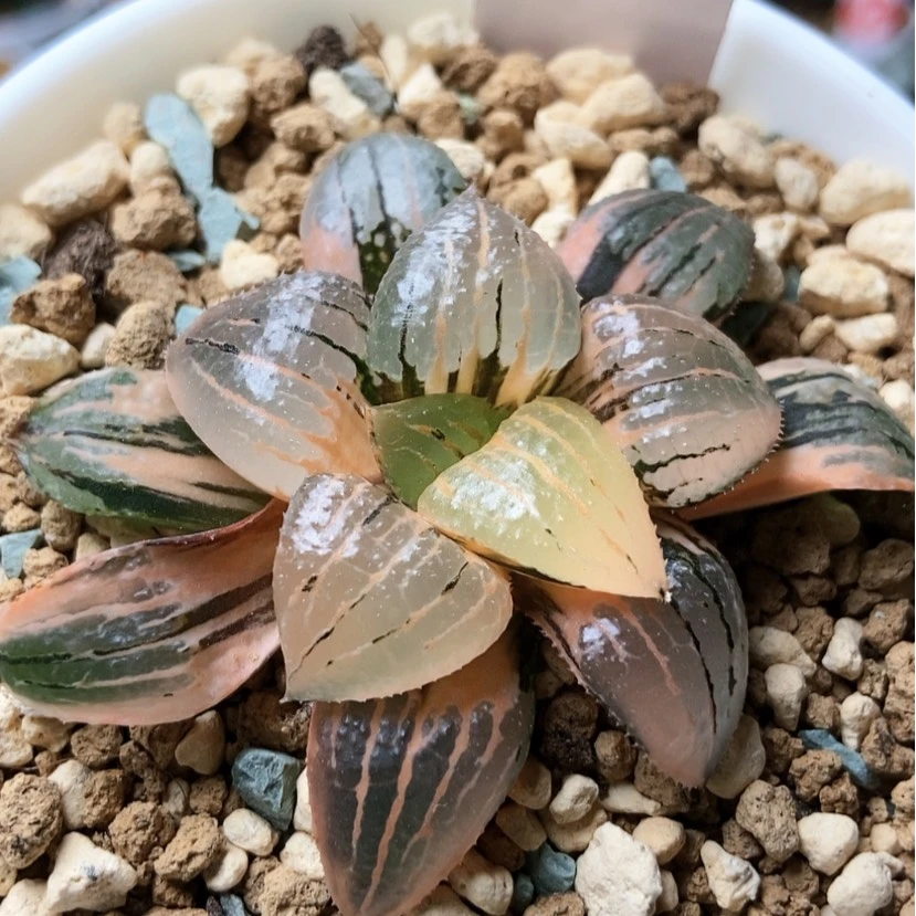 【闪购商品】E****?香瓜岛锦30