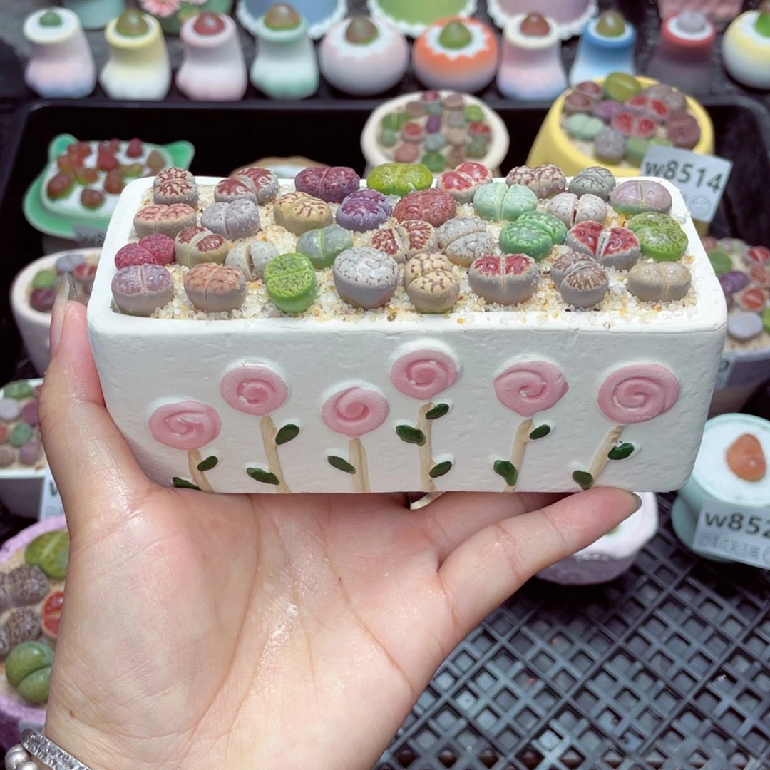 w8524 带盆土发货一物一拍