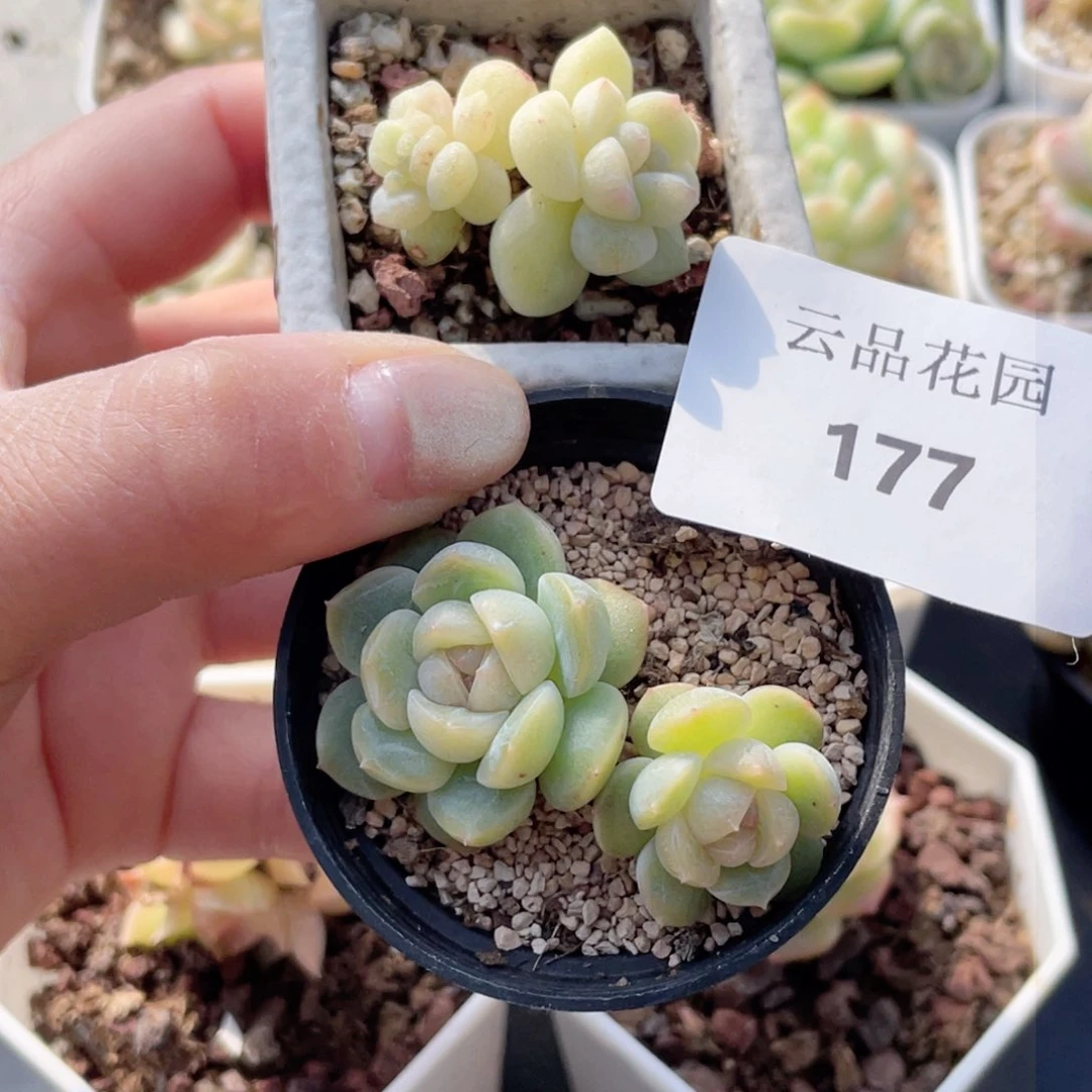 就***型177号糖心冰心珍妮2