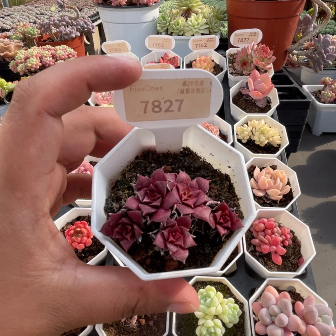7827罗西玛 4.5厘米