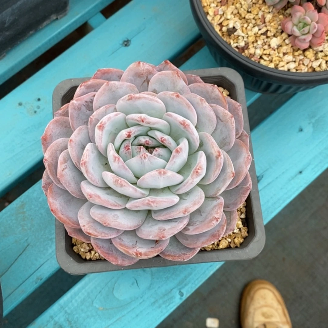 笑***生橙子大单头旺财旺财