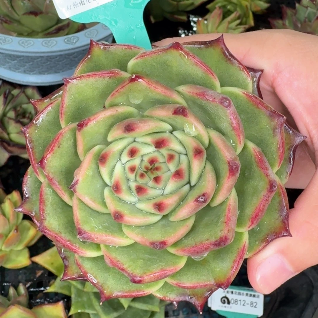 从前慢多肉编号0812-81