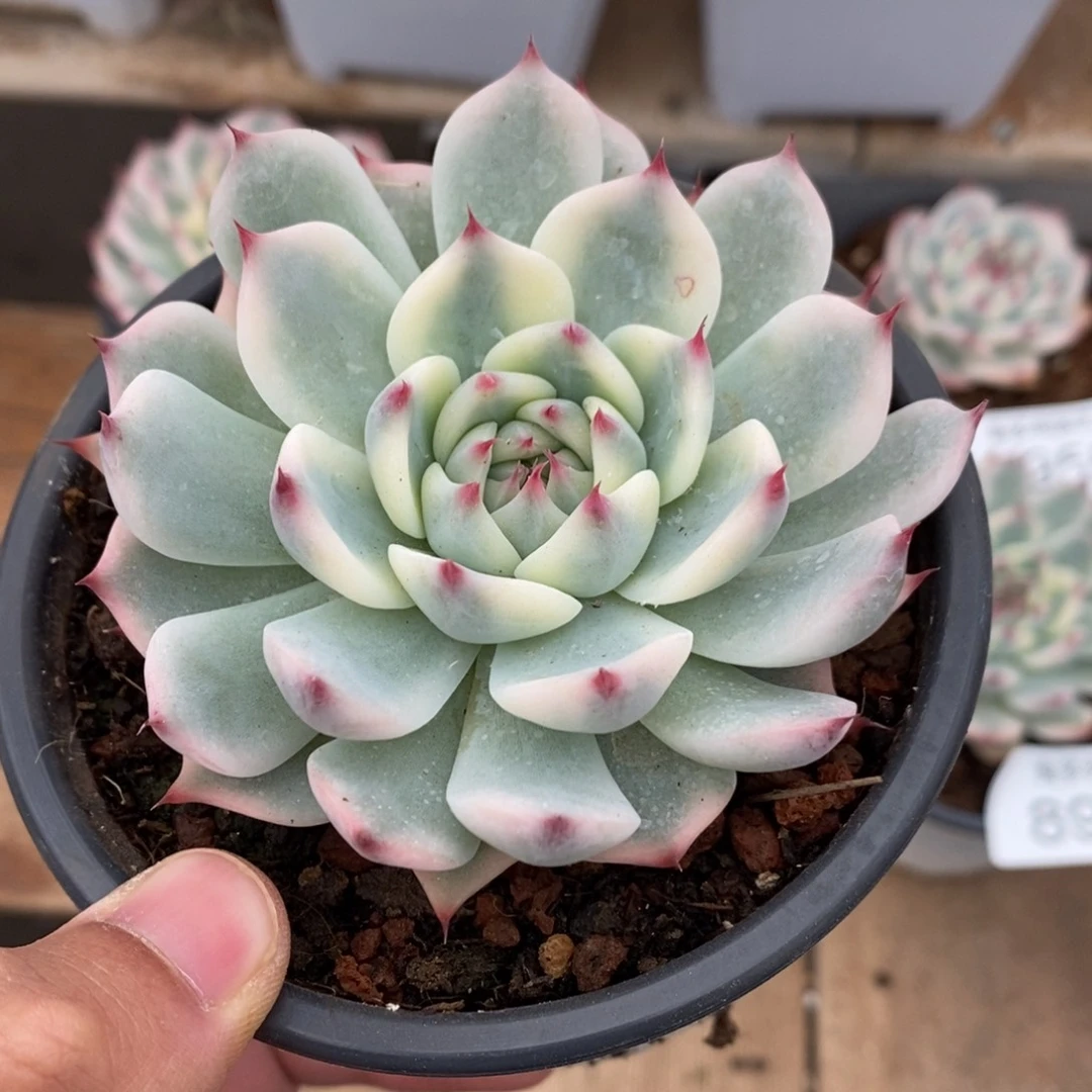 吉娃娃锦多肉植物8957