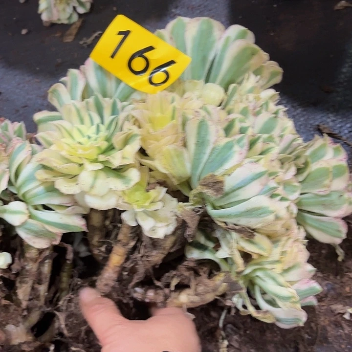 多肉植物福利166