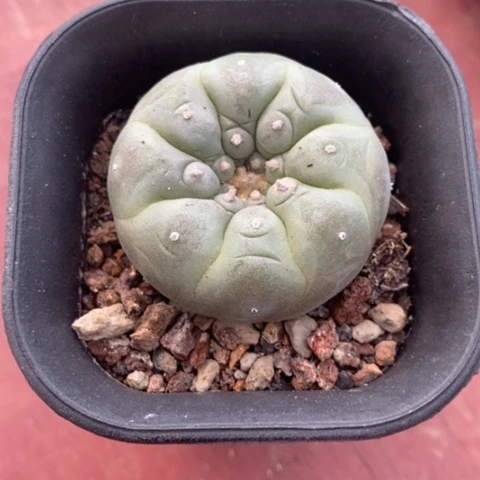 实生鱼单4仙人球