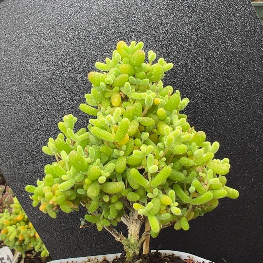 圣诞树dy3576精控粗腿金桔糖球冠幅6cm