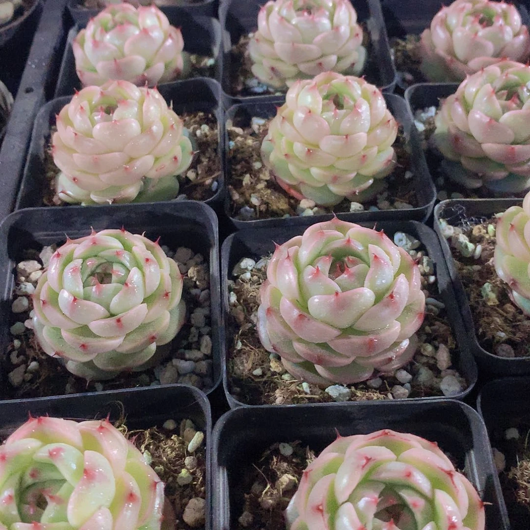 肥麦秆346789900000