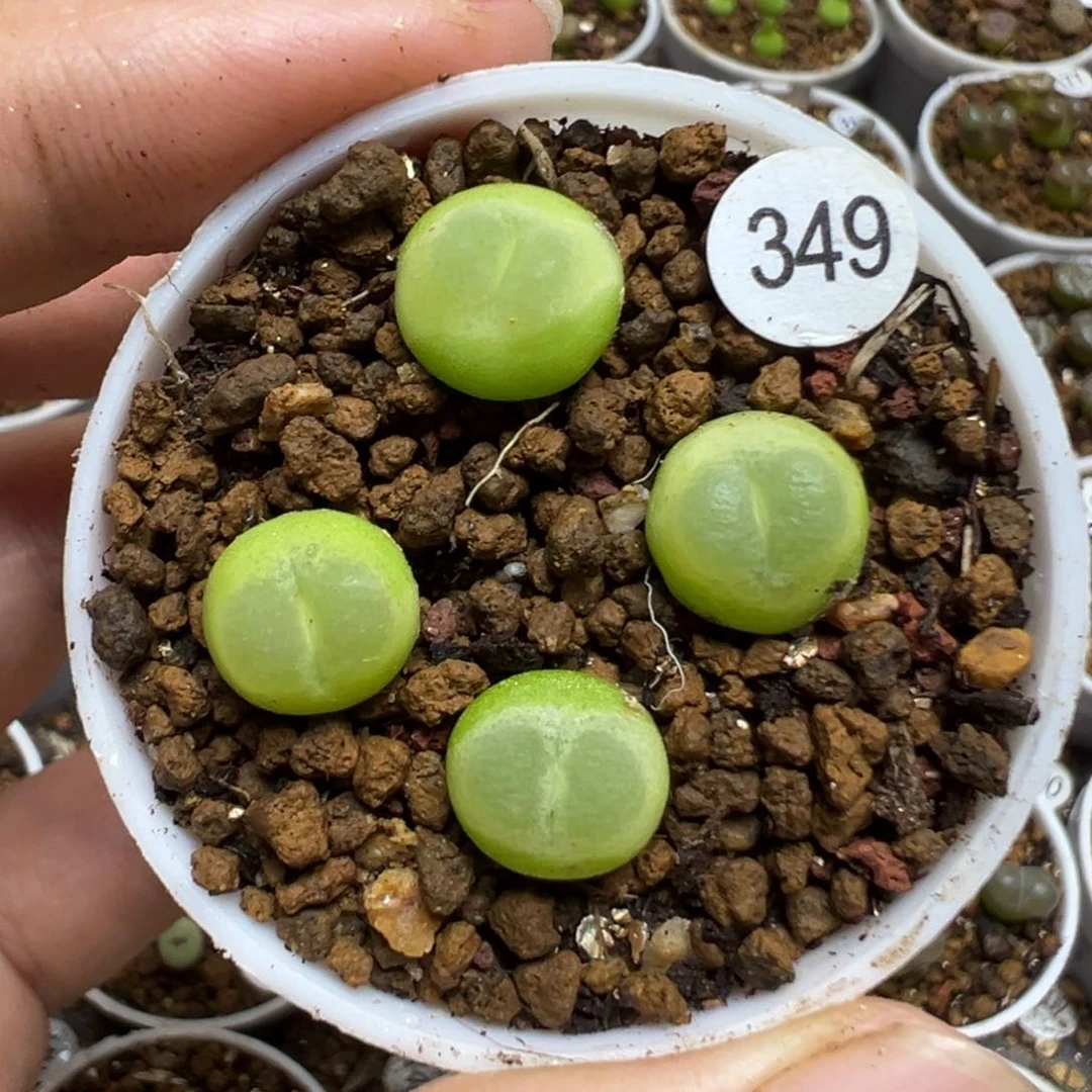 拉登4颗脱土34900