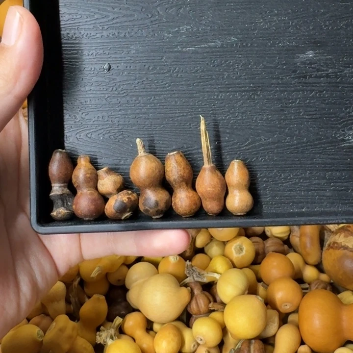 葫芦家里葫芦可拆