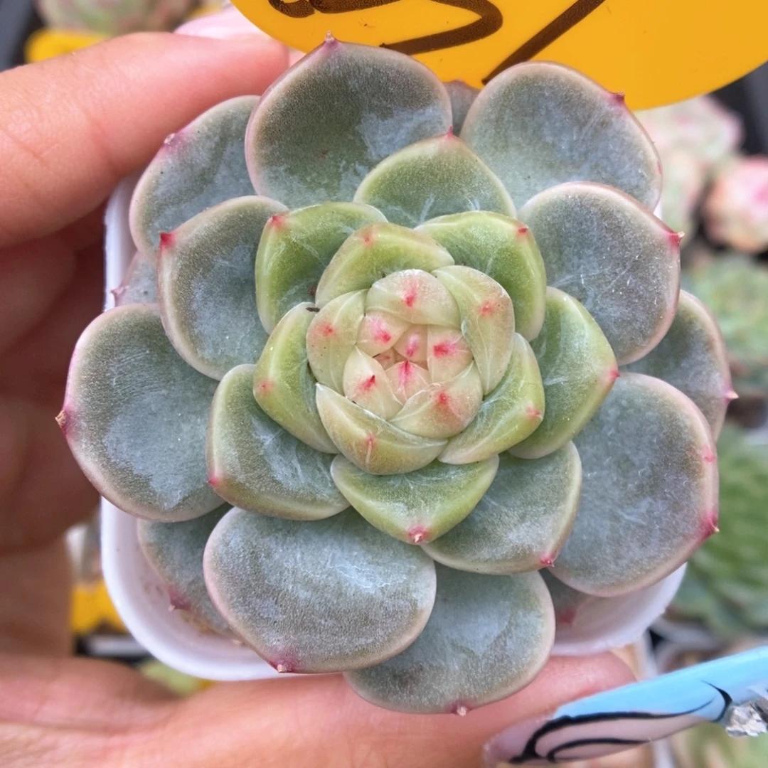 荔枝甜心可拍331号。