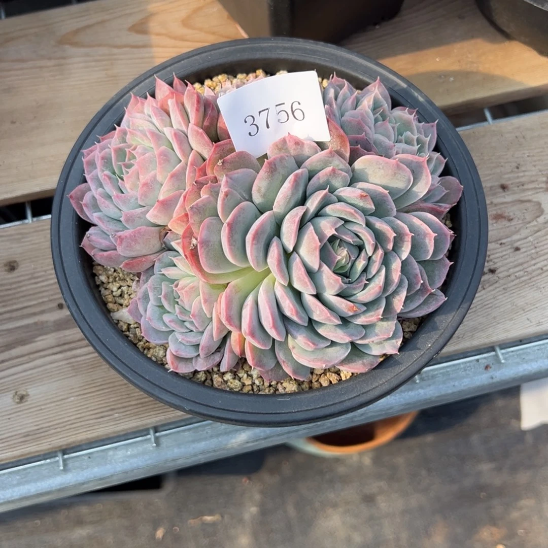 果**台3756d 量多人反对多多