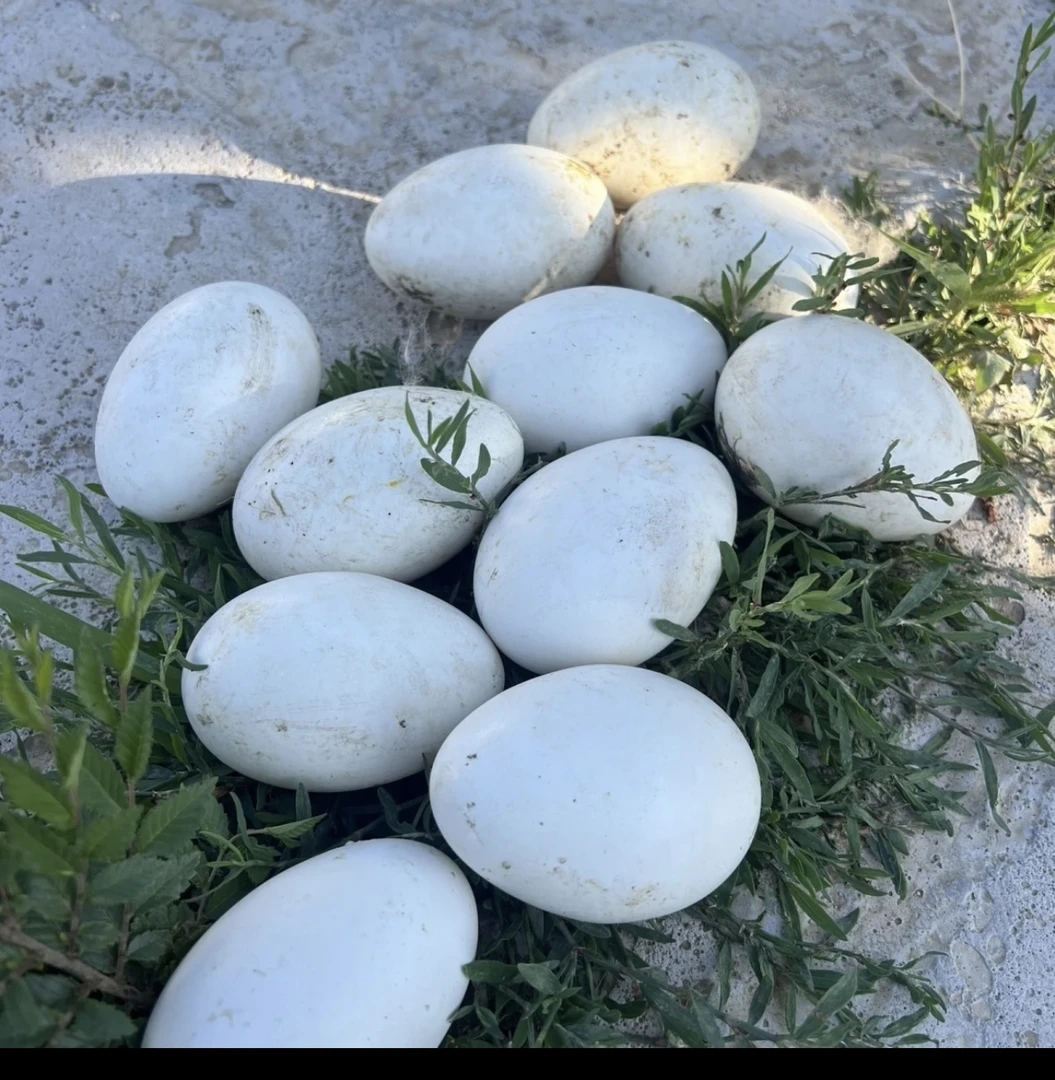 保真新鲜散养农村土鹅蛋破损包赔