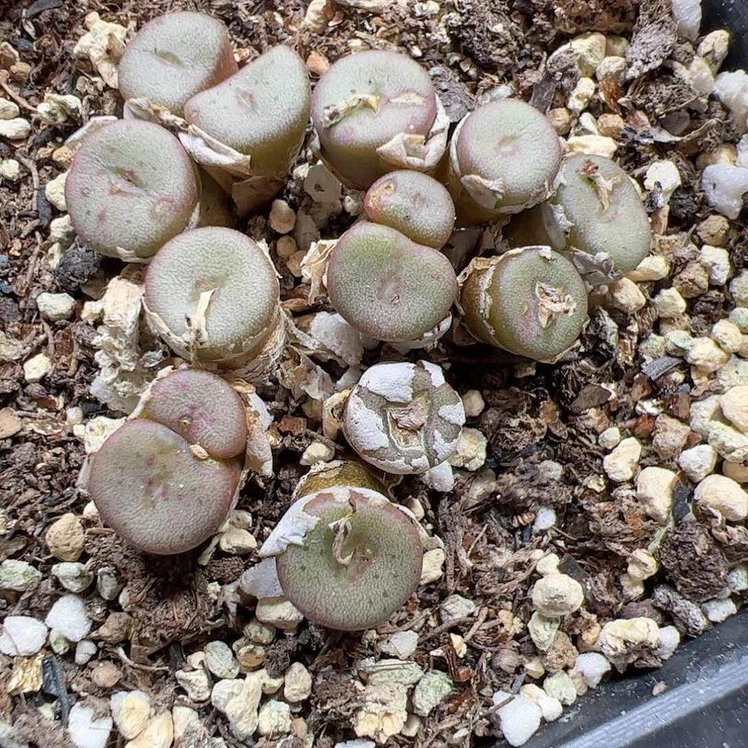 【闪购商品】6 ob纽扣